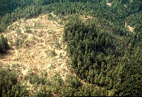 nw12_aerial_gp_clearcut_in_progress_dec75_sm.jpg 120K