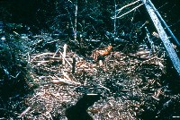 garcia_streamdebris_11_3_54_sm.jpg 112K