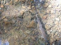../fcsmp/monitoring/spawner/sh_and_cut_trout_spawning_um_spawn_surv,_mar_23,_2004_.jpg + 151 KB