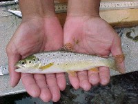 brown_trout.jpg 54K