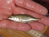 stickleback_1.jpg 55K