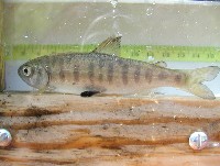 coho.97mm.jpg 130K