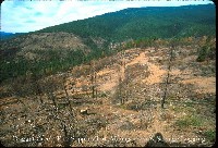 dogget_creek_fire_mgmt.jpg 119K