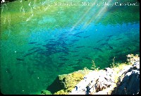 salmon_river_above_crapo.jpg 83K