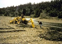 nv_84-tebbutt-planting_sm.jpg 46K