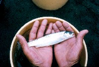 juvenile_fish2.jpg 141K