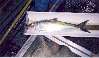 american_shad.jpg 141K