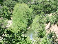 forsythe_creek_riparian_horiz_zoom_2002.jpg 144K