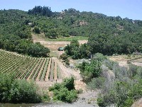 forsythe_creek_vineyard_rip2_2002.jpg 160K