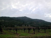 dry_cr_vinyard2_jan2003.jpg 139K