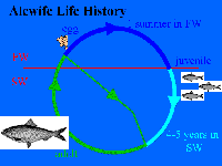 alewife_life_cycle.gif 30K