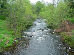 Early seral stage riparian zone. WB Sheepscot River. Photo by M. Halsted.